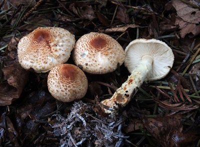 Lepiota ochraceofulva