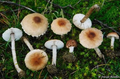 Lepiota oreadiformis