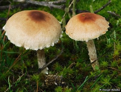 lepiota-oreadiformis