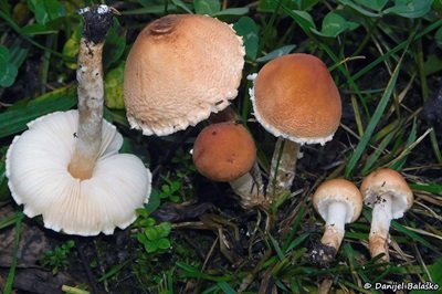 lepiota-oreadiformis