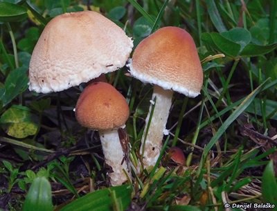 lepiota-oreadiformis