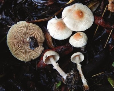 Lepiota psalion