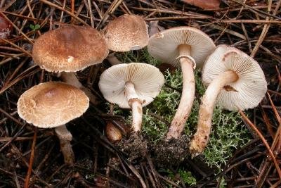 Lepiota pseudolilacea