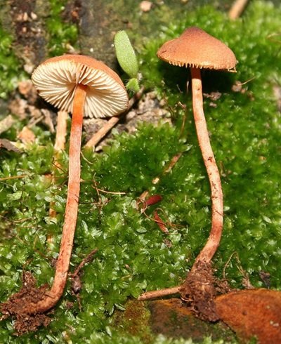 Lepiota pyrochroa