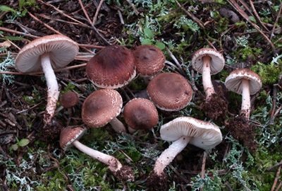 Lepiota speciosa