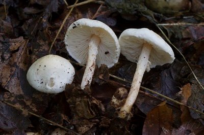 Lepiota subalba