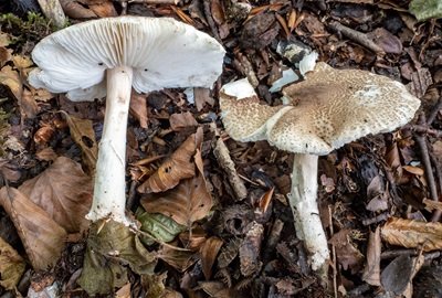 Lepiota subgracilis