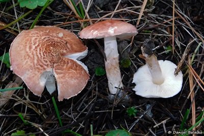 Lepiota subincarnata