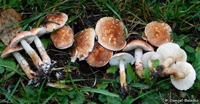 lepiota-subincarnata