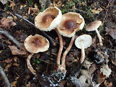 Lepiota tomentella