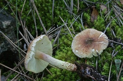 Lepiota xanthophylla