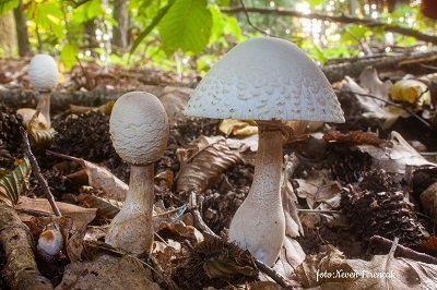 Leucoagaricus americanus