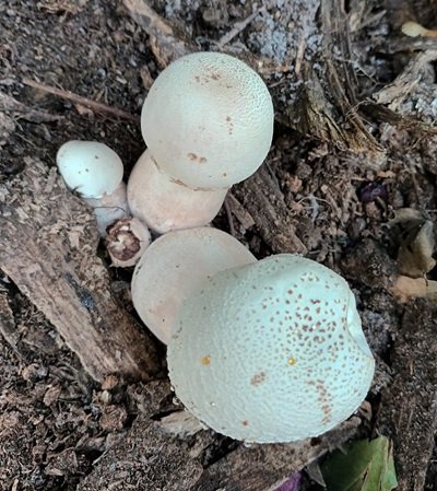 leucoagaricus-americanus