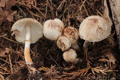 Leucoagaricus badhamii