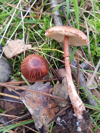 Leucoagaricus croceovelutinus