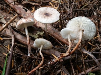 Leucoagaricus georginae