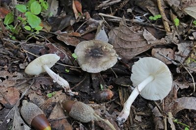 Leucoagaricus ionidicolor