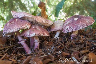 Leucoagaricus ionidicolor