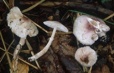 Leucoagaricus jubilaei