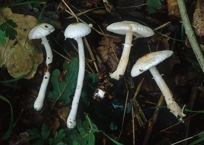 Leucoagaricus medioflavoides