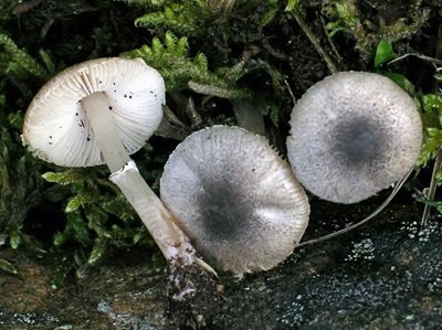 Leucoagaricus melanotrichus