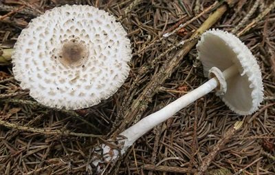 Leucoagaricus nympharum