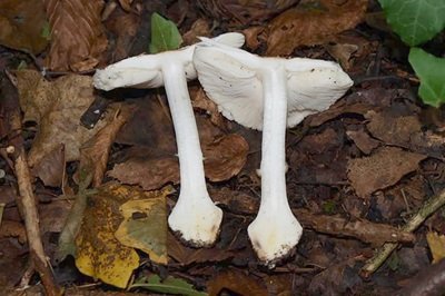 leucoagaricus-purpureolilacinus2