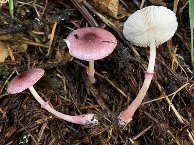 Leucoagaricus roseilividus