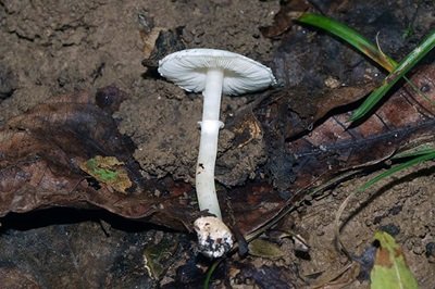 leucoagaricus-sericifer1