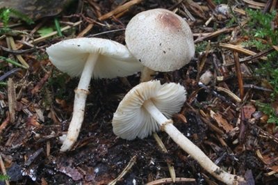 Leucoagaricus tener