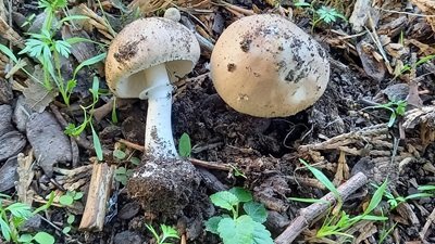 Leucoagaricus wichanskyi