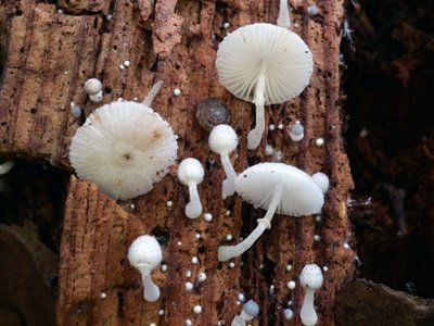 Leucocoprinus cygneus