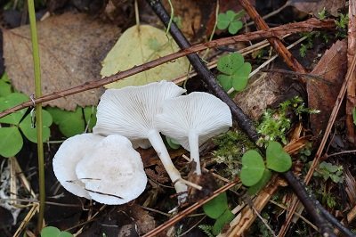 Leucocybe candicans