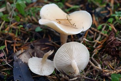 Leucocybe candicans