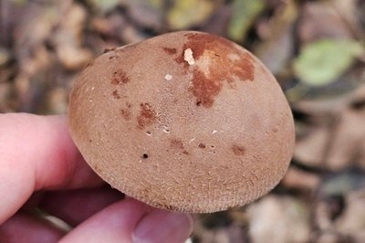 leucopaxillus-gentianeus3