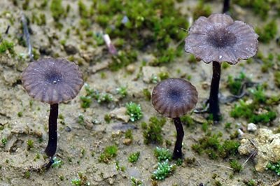 Lichenomphalia velutina