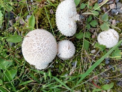 Lycoperdon caudatum