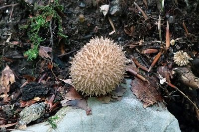 lycoperdon-echinatum