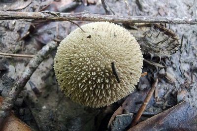 lycoperdon-echinatum