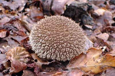 lycoperdon-echinatum