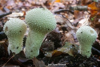 Lycoperdon perlatum