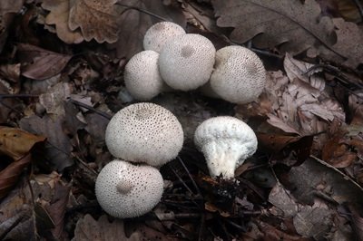 lycoperdon-perlatum