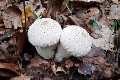 lycoperdon-perlatum