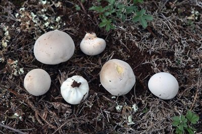 Lycoperdon pratense