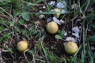 lycoperdon-pratense