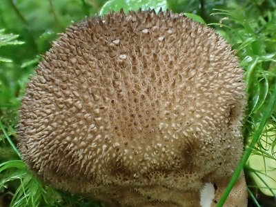 Lycoperdon umbrinum