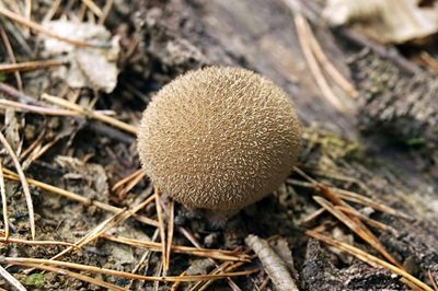 Lycoperdon umbrinum