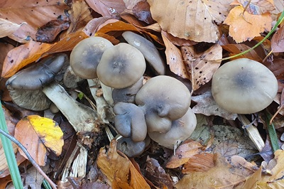 Lyophyllum infumatum