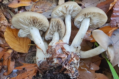 lyophyllum-infumatum1