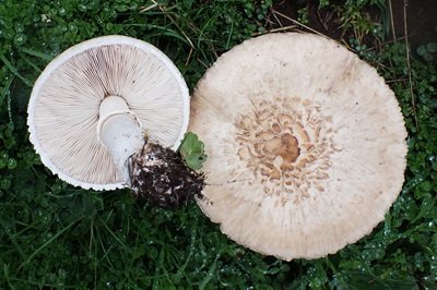 Macrolepiota excoriata